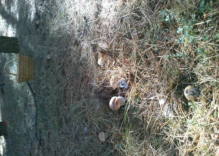 Granja Escuela 홀리데이파크